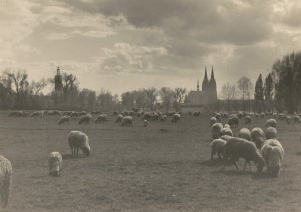 Josef Remus, Weidende Schafe mit Blick auf den Kölner Dom, um 1950